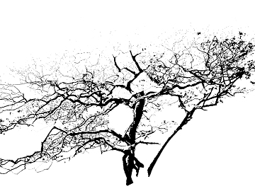 black and white tree shadow texture (ID:ffajf7827)