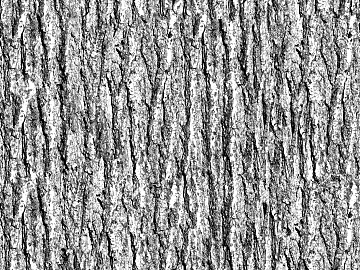 bark texture (ID:ffabg84639)
