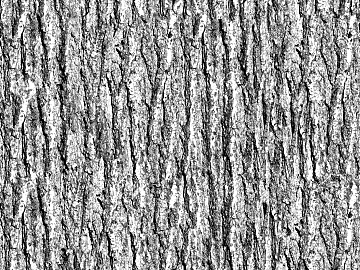 bark texture (ID:ffabg84639)