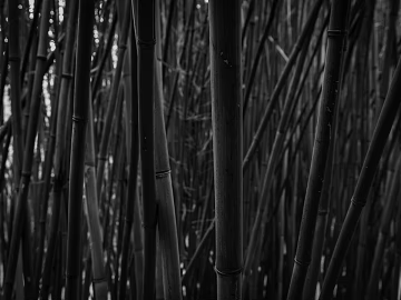 black and white painting texture (ID:ffagg44933)