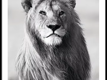 Animal painting texture (ID:ffaeg27785)