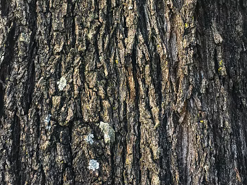 bark texture (ID:ffagg31813)