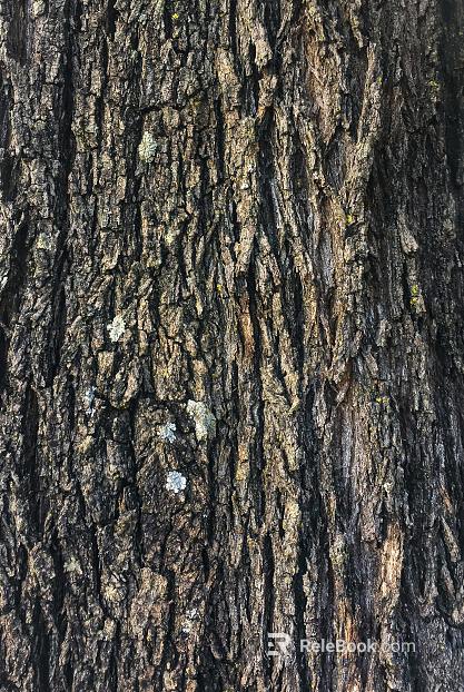 bark texture