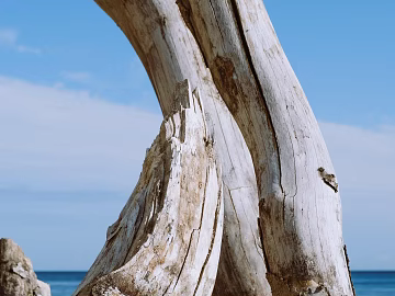 Trunk texture (ID:ffaeg04497)