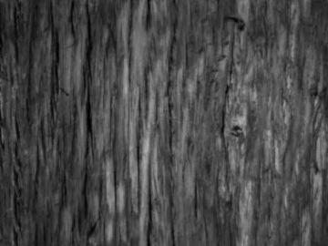 bark texture (ID:ffagg73323)
