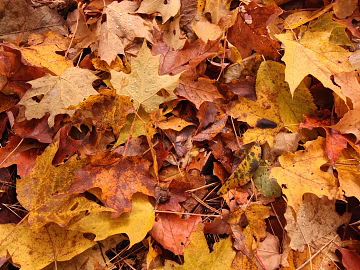 fallen leaves 3d model