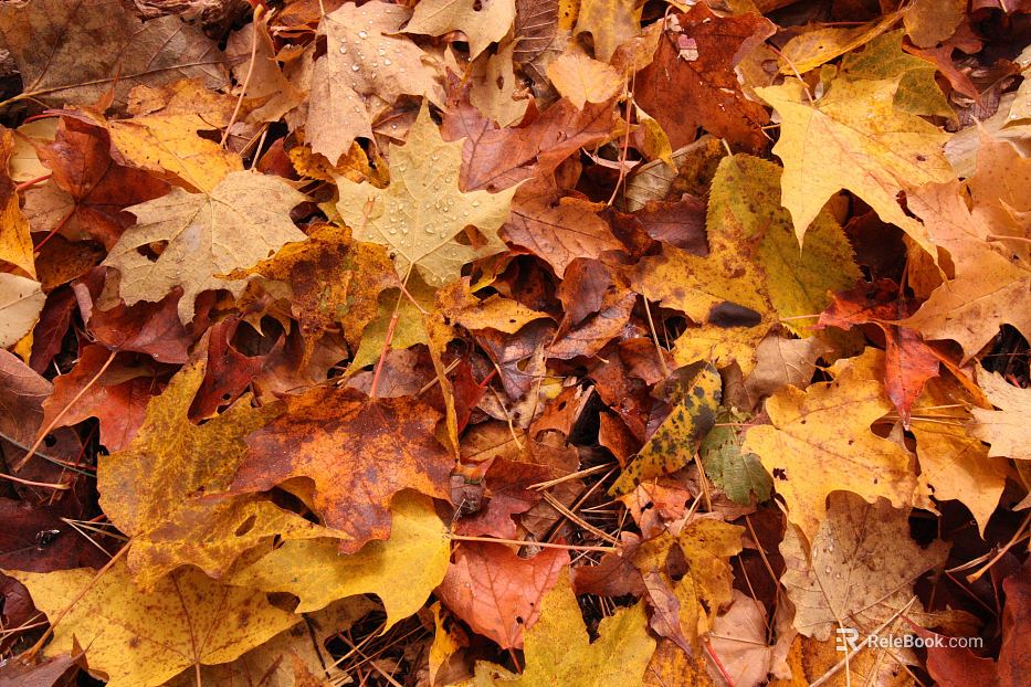 fallen leaves texture