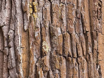 bark texture (ID:ffajg85595)