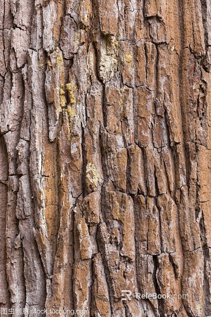 bark texture