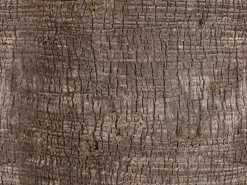 bark texture (ID:ffajg52794)