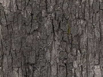 bark texture (ID:ffacg47554)