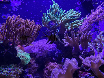 Fish Tank Coral texture (ID:ffach178514)