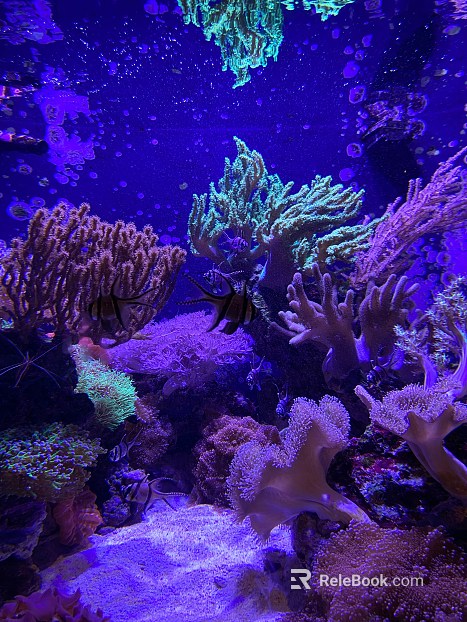 Fish Tank Coral texture