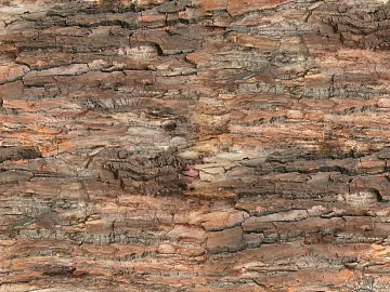 bark texture (ID:ffajg88353)