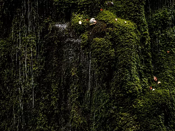 moss texture (ID:ffagg35268)