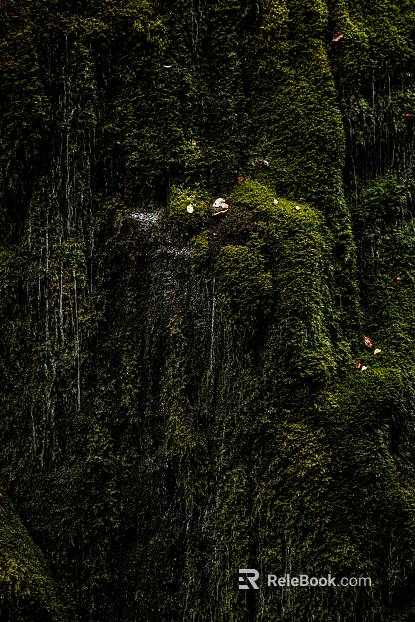moss texture