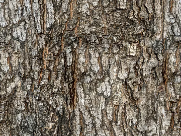 bark texture (ID:ffabf0481)