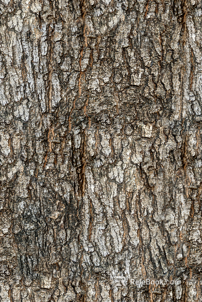 bark texture