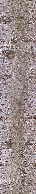 Tawny bark wall decoration texture