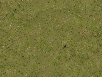 Turf texture (ID:ffagg21900)