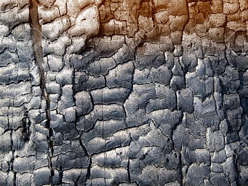 bark texture (ID:ffacg47941)