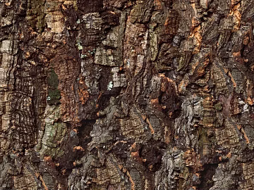 bark texture (ID:ffaeg95987)