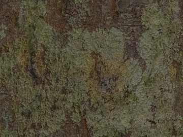 Gray-brown mossy bark, natural decoration texture (ID:ffaeh372466)