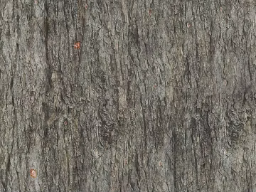 bark texture (ID:ffach184936)
