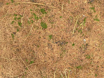 Dead Yellow Sod Outdoor Ground texture (ID:ffaeh243496)
