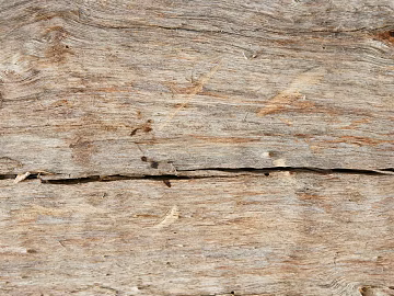 bark texture (ID:ffaeh917782)