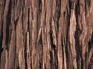 bark texture (ID:ffajg88151)