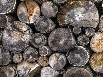 annual rings texture (ID:ffaeg41743)