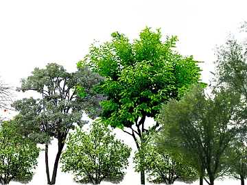 Tree texture (ID:ffagg55876)