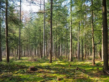 Forest texture (ID:ffaeg01596)