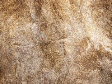 Animal Blanket texture (ID:ffaeg92643)