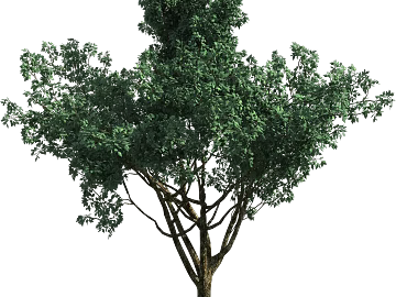 Plants texture (ID:ffabg70022)