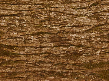 bark 3d model