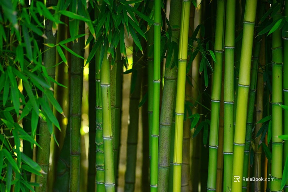 Bamboo texture