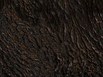 bark texture (ID:ffaeg27981)
