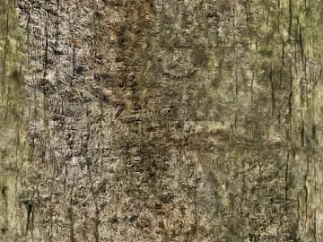 bark texture (ID:ffadf3714)