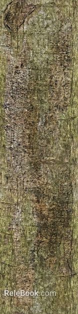 bark texture