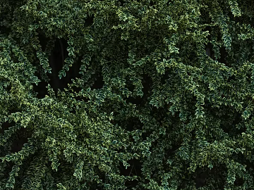 Plants texture (ID:ffabg53887)