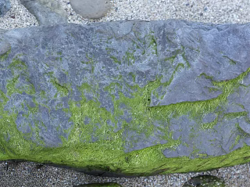 moss texture (ID:ffabg31578)