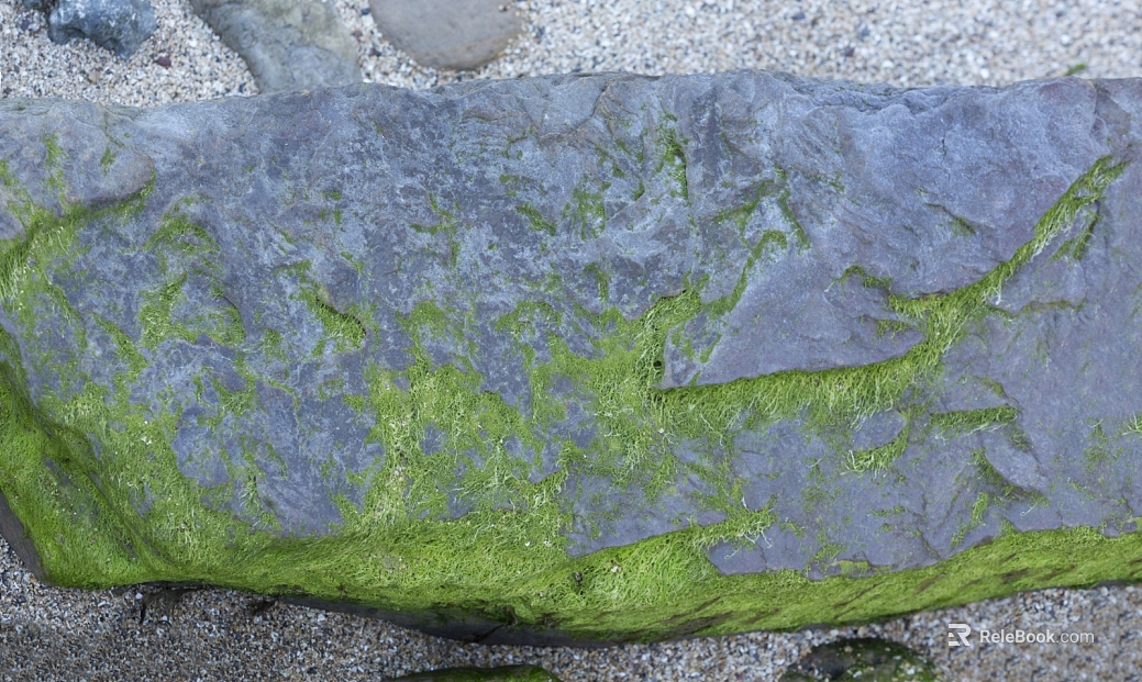 moss texture