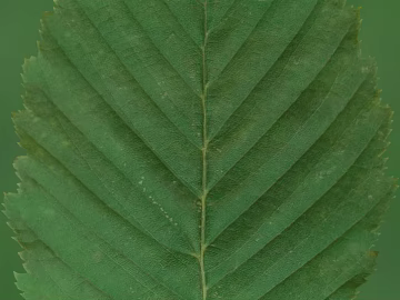 leaves texture (ID:ffaeg71162)