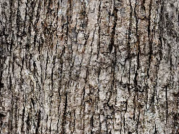 Chinese Curry Bark texture (ID:ffaeh907182)