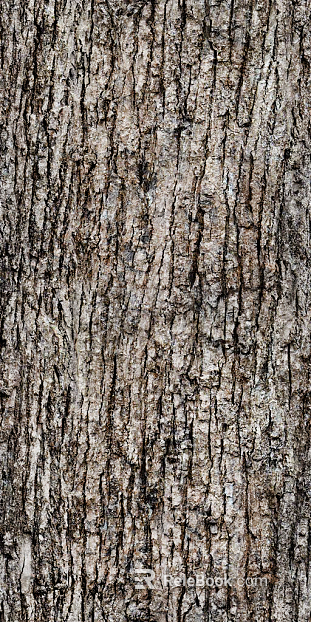 Chinese Curry Bark texture