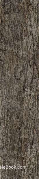 bark texture