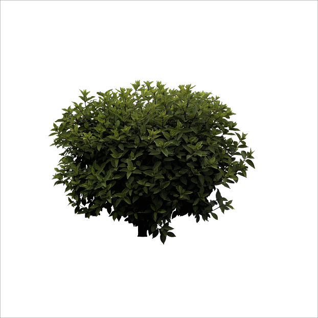 Plants texture
