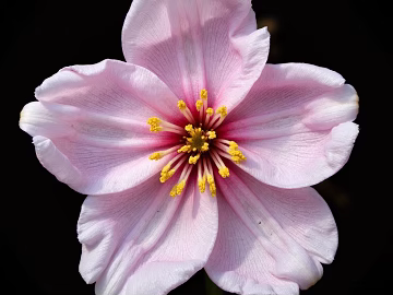cherry blossom flowers texture (ID:ffach472543)